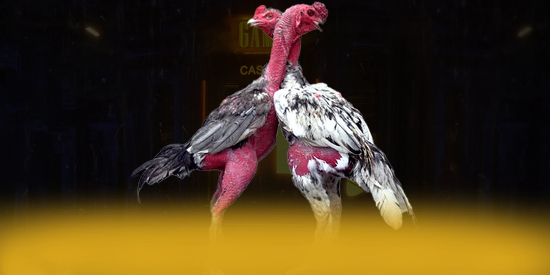 ĐÁ GÀ TRỰC TIẾP – Cổng trò chơi được yêu thích nhất, được cộng đồng đánh giá tích cực.