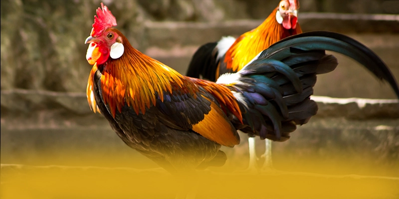 
Đánh giá SUNWIN - Cổng game phổ biến nhất trên thị trường
