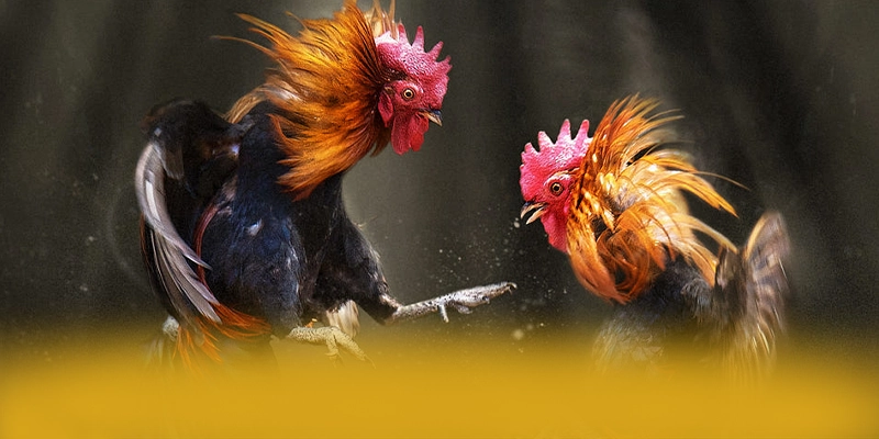 SUNWIN - Nền tảng cá cược cực hot tại Việt Nam – Săn ngay SUNWIN