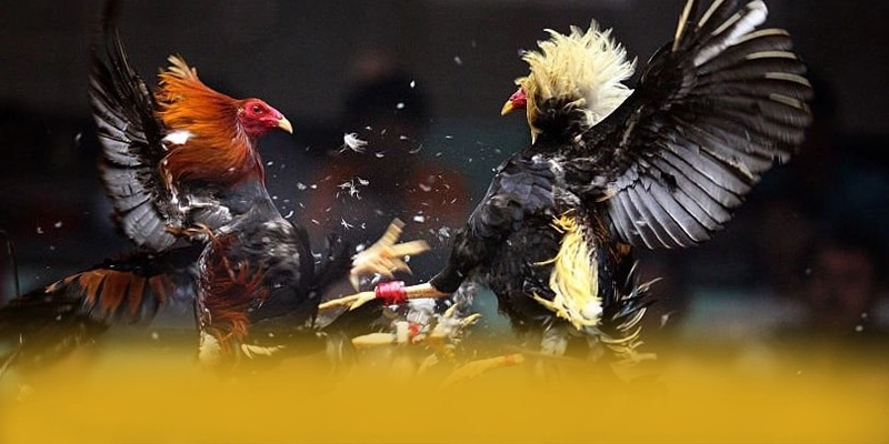 tỷ lệ kèo bóng đá - Kết bài một cách tổng quan.