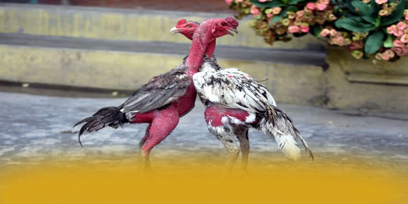 tài xỉu online - Cổng cá cược đẳng cấp hiện nay