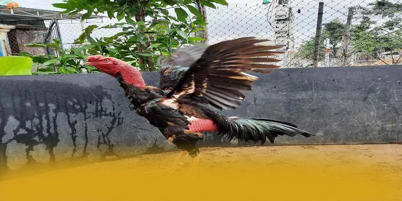 tỷ lệ kèo bóng đá - Sảnh game an toàn trên thị trường – Khám phá độ uy tín của tỷ lệ kèo bóng đá