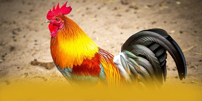 
Khám phá ngay KKWIN - Nhà cái được tin dùng cho người chơi
