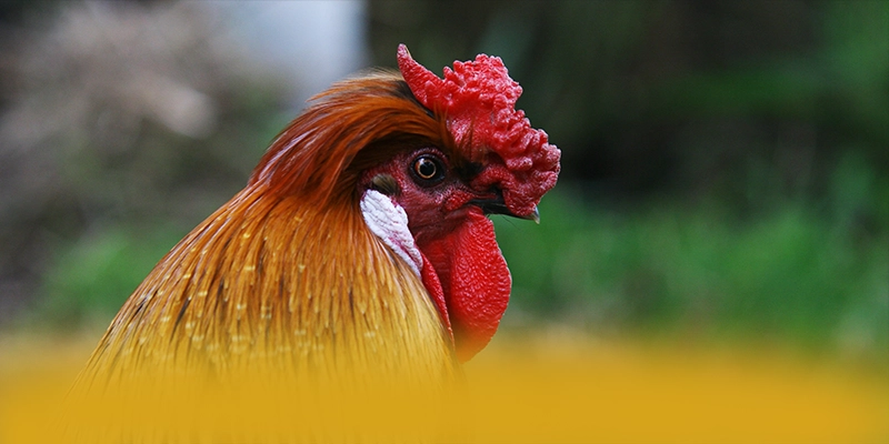 RR99 – Cổng giải trí uy tín số 1, được người chơi yêu thích.