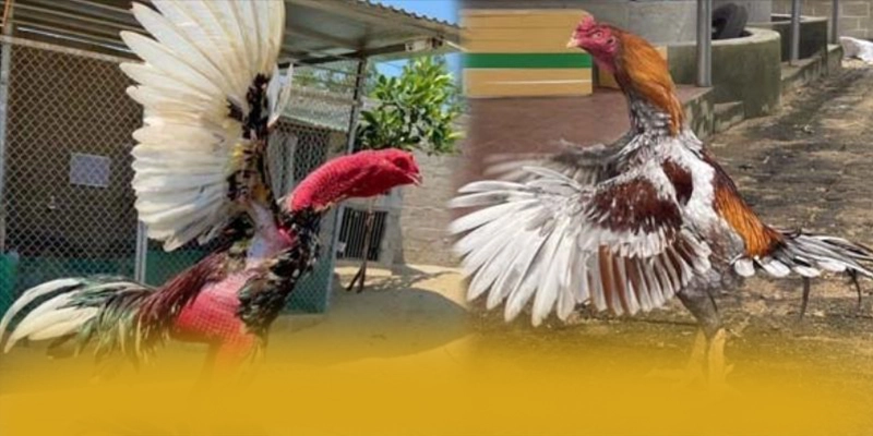 KKWIN - Thương hiệu game trực tuyến giá trị nhất trên thị trường – Trải nghiệm ưu đãi hấp dẫn cùng KKWIN