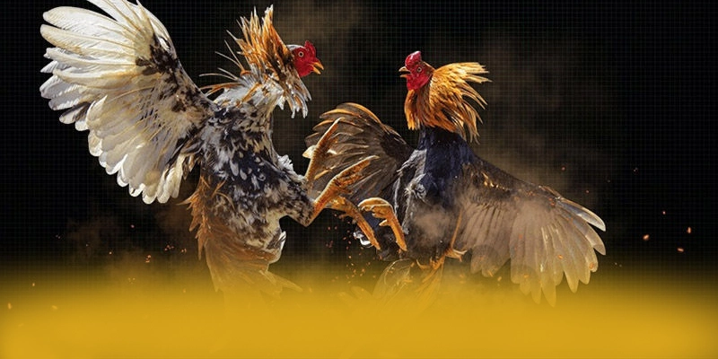 Ưu đãi khủng dành cho tất cả người chơi tại BU88